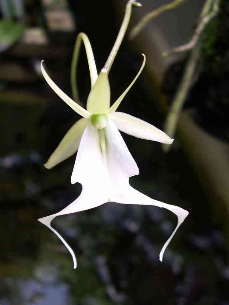 知ってる花の画像と花の名前
