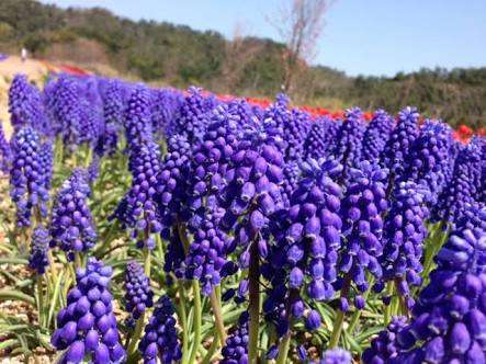 知ってる花の画像と花の名前