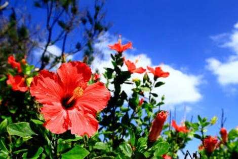 知ってる花の画像と花の名前