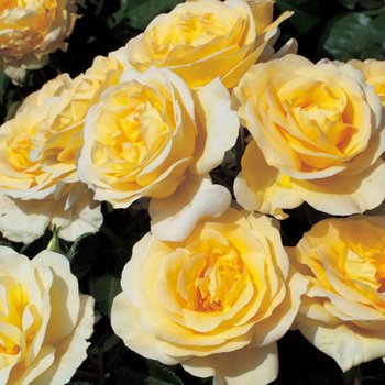 知ってる花の画像と花の名前