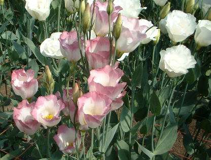 知ってる花の画像と花の名前