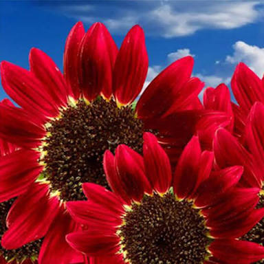 知ってる花の画像と花の名前