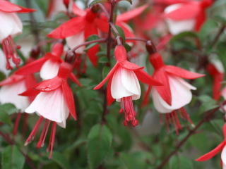 知ってる花の画像と花の名前