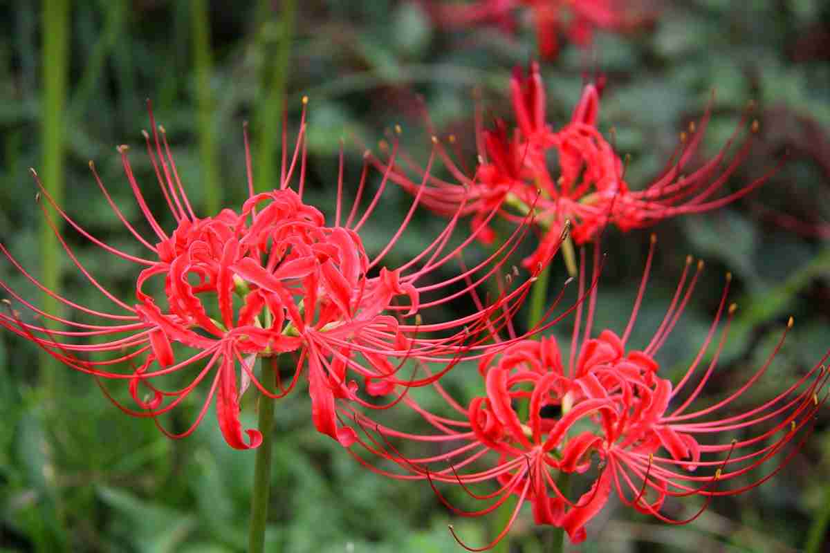 知ってる花の画像と花の名前