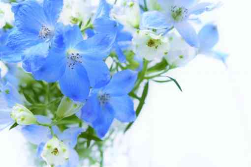 知ってる花の画像と花の名前