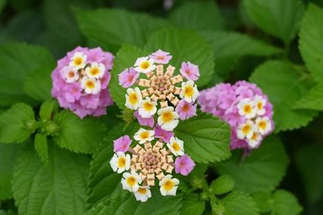 知ってる花の画像と花の名前