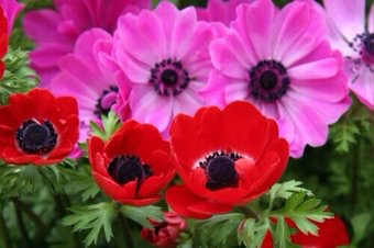 知ってる花の画像と花の名前