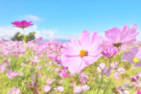 知ってる花の画像と花の名前