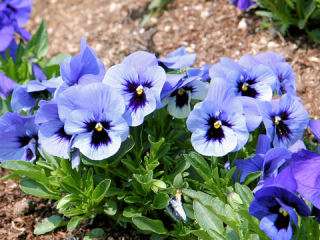 知ってる花の画像と花の名前