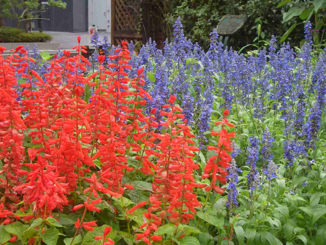 知ってる花の画像と花の名前