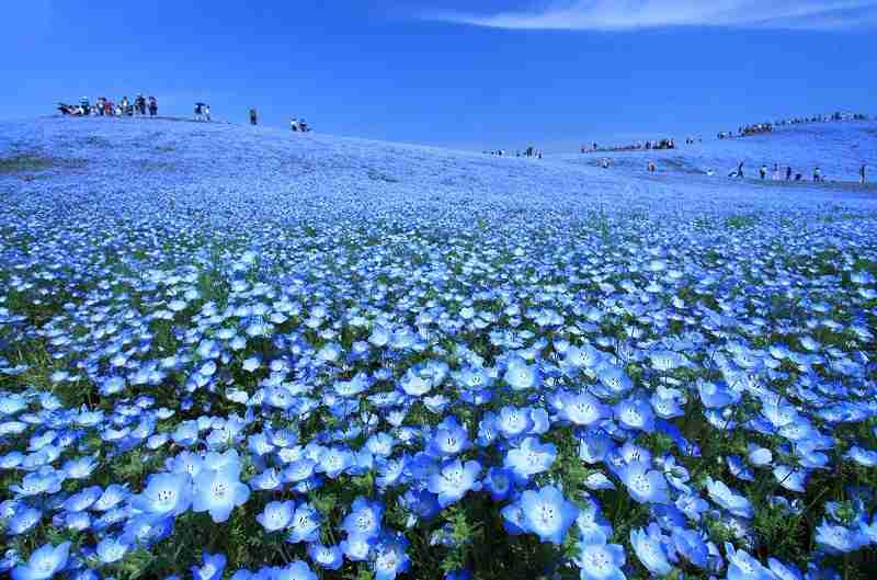 知ってる花の画像と花の名前