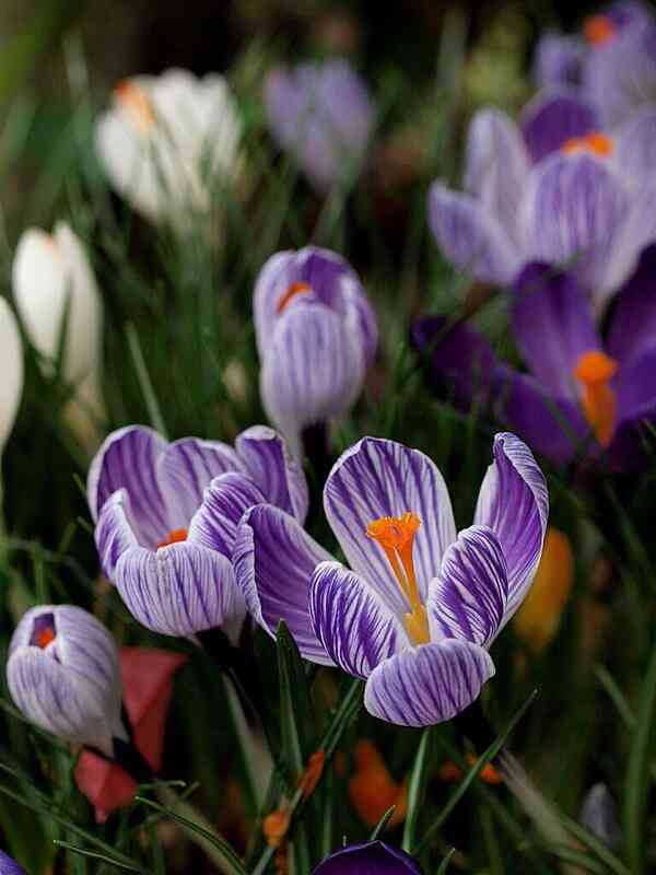 知ってる花の画像と花の名前