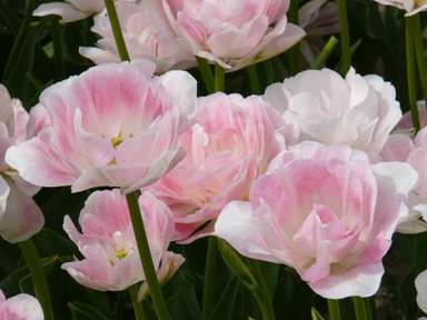 知ってる花の画像と花の名前