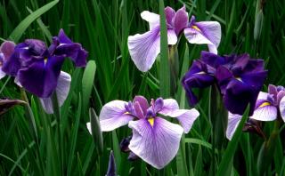 知ってる花の画像と花の名前