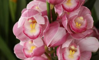 知ってる花の画像と花の名前