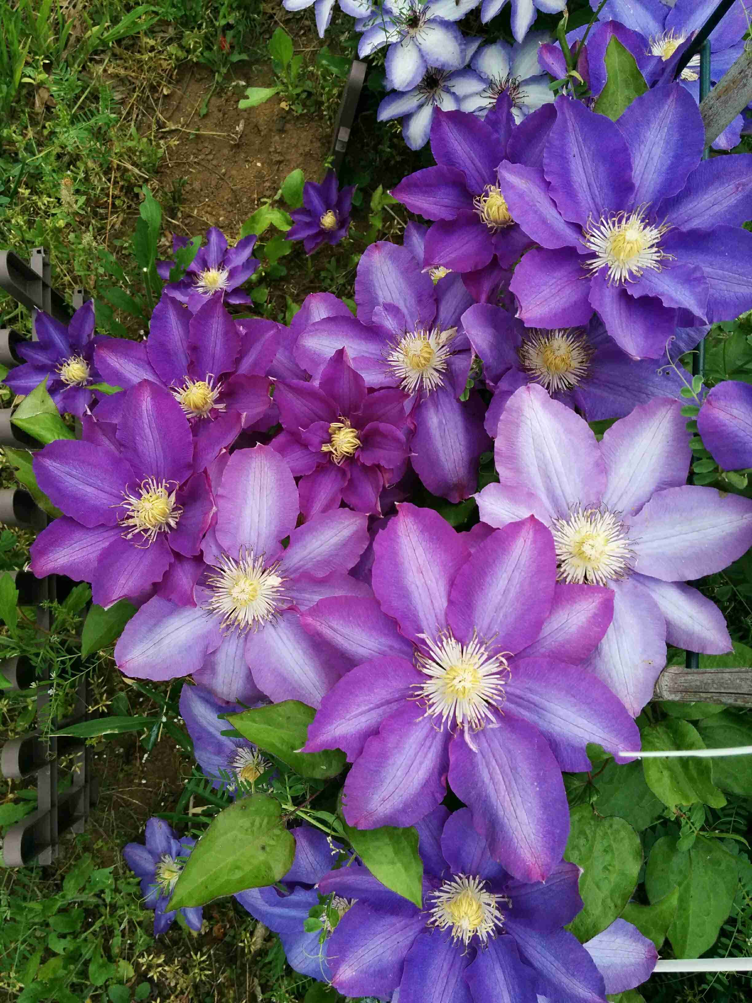知ってる花の画像と花の名前