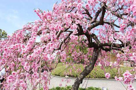 知ってる花の画像と花の名前