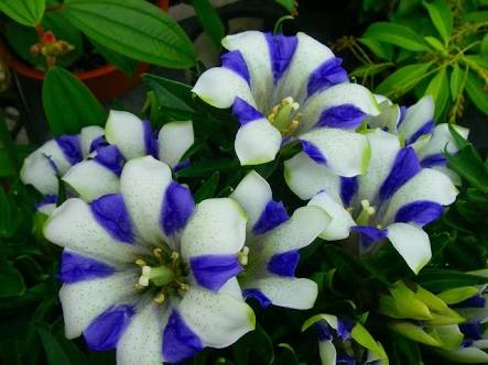 知ってる花の画像と花の名前