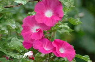 知ってる花の画像と花の名前