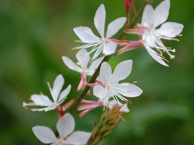 知ってる花の画像と花の名前