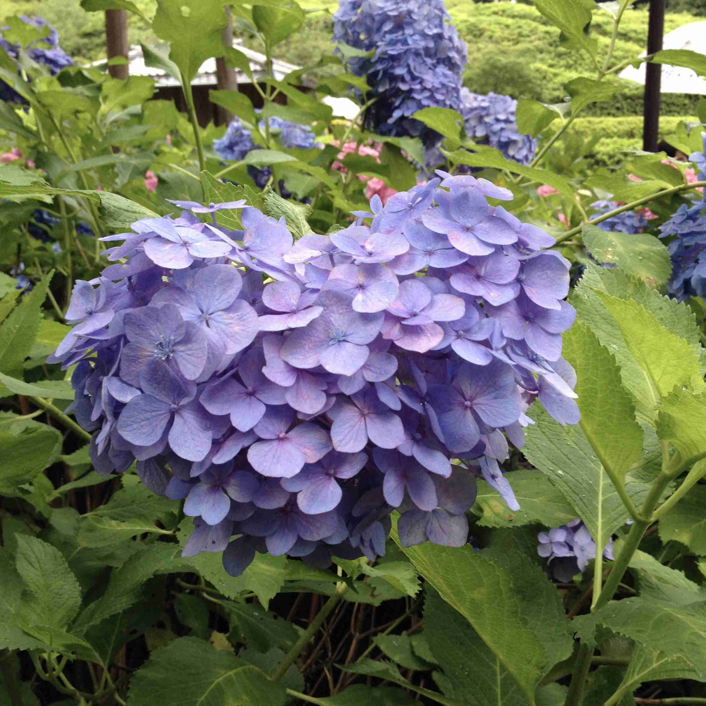 知ってる花の画像と花の名前