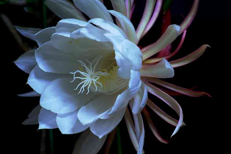 知ってる花の画像と花の名前