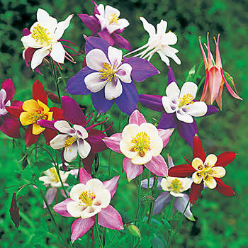 知ってる花の画像と花の名前