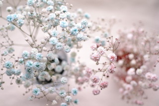 知ってる花の画像と花の名前