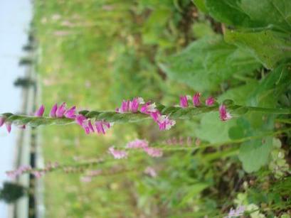 知ってる花の画像と花の名前