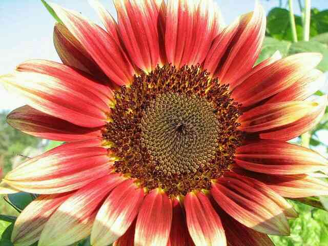 知ってる花の画像と花の名前