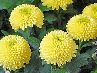 知ってる花の画像と花の名前