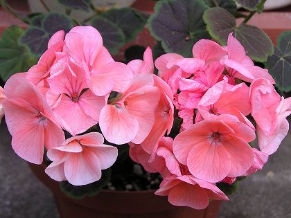知ってる花の画像と花の名前