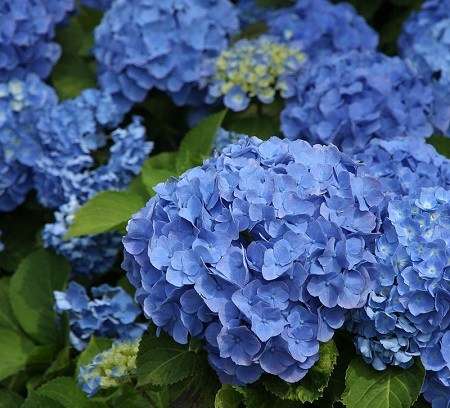 知ってる花の画像と花の名前