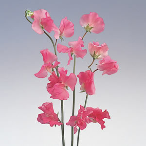知ってる花の画像と花の名前
