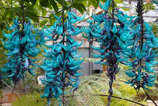知ってる花の画像と花の名前