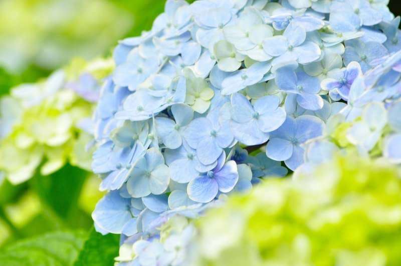 知ってる花の画像と花の名前