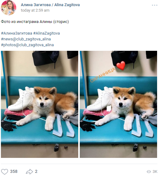 秋田犬「マサル」、先住猫「イリースカ」にほえる…ザギトワ選手宅の犬猫同居を心配する声も　