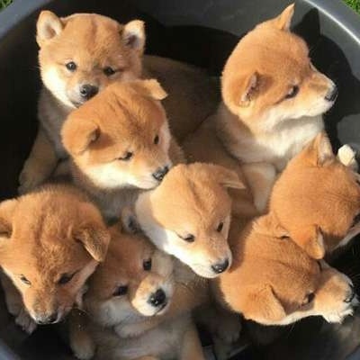 わんこ初心者にアドバイスください!