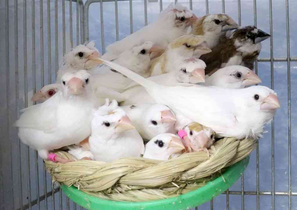 ビッグダディ元妻美奈子が第8子妊娠「まさか…」