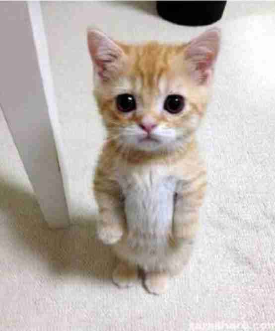 【地震】大阪北部で震度6弱