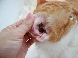 猫のシャンプーの頻度