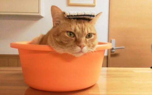猫のシャンプーの頻度