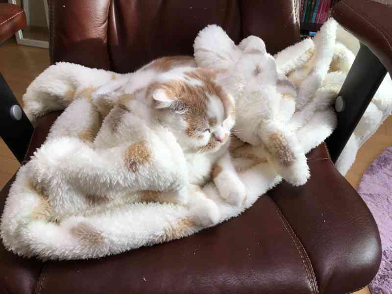 紛れちゃってる画像を貼るトピ