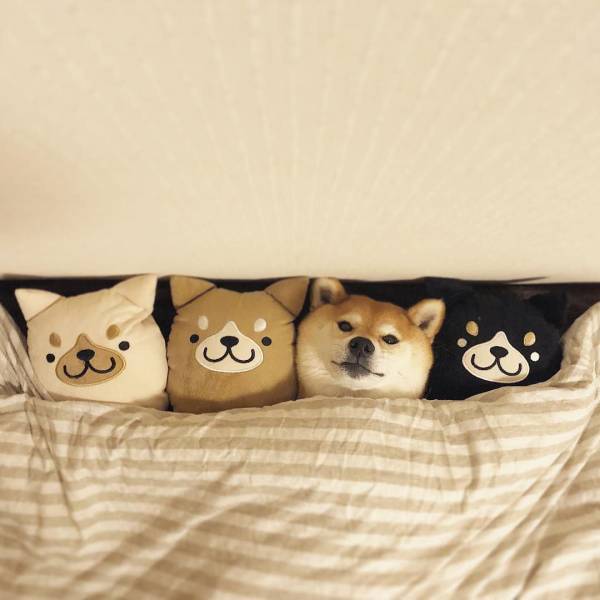 紛れちゃってる画像を貼るトピ
