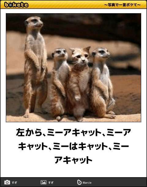 紛れちゃってる画像を貼るトピ