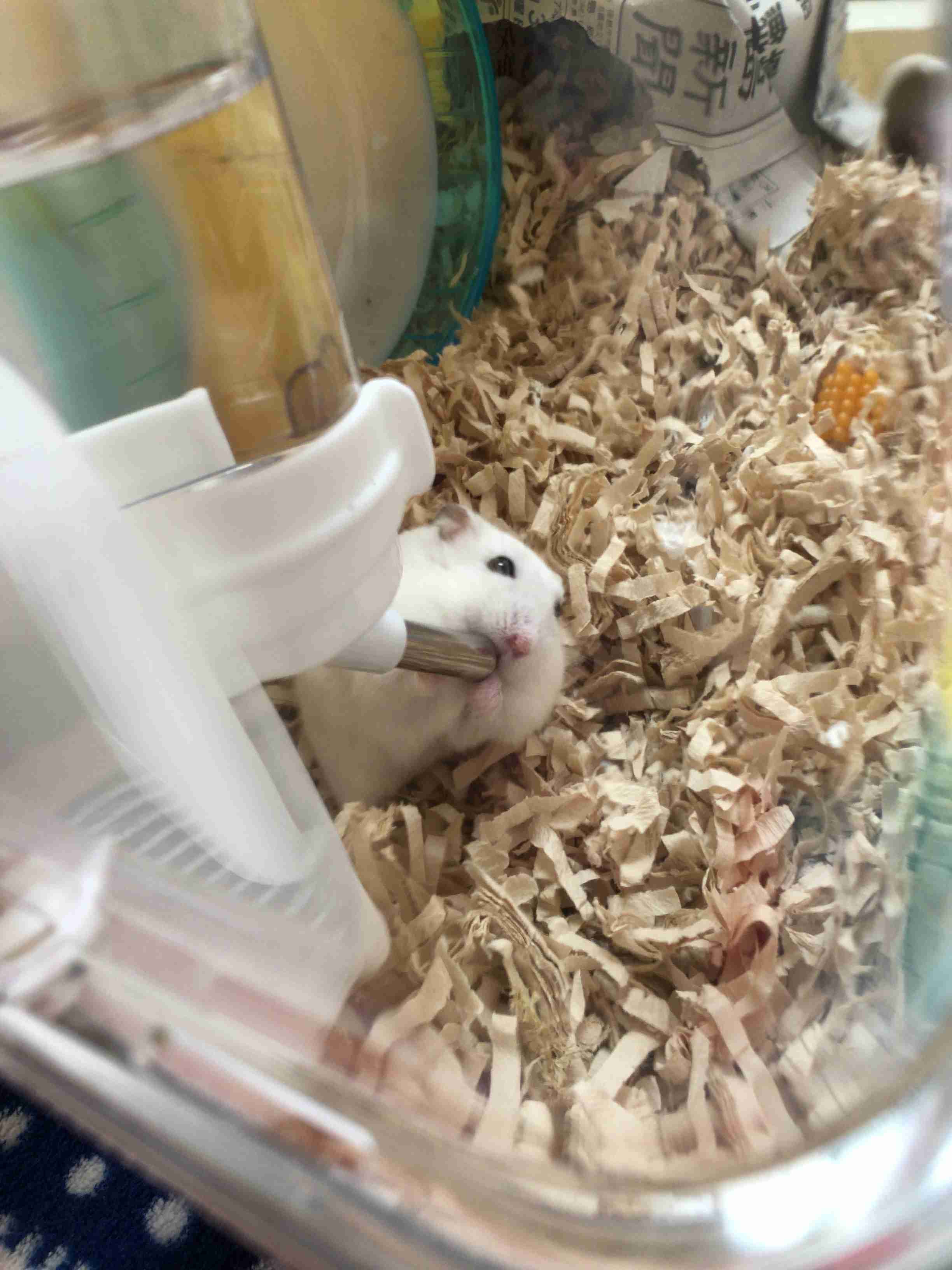 ハムスターが好きな方、語りましょう