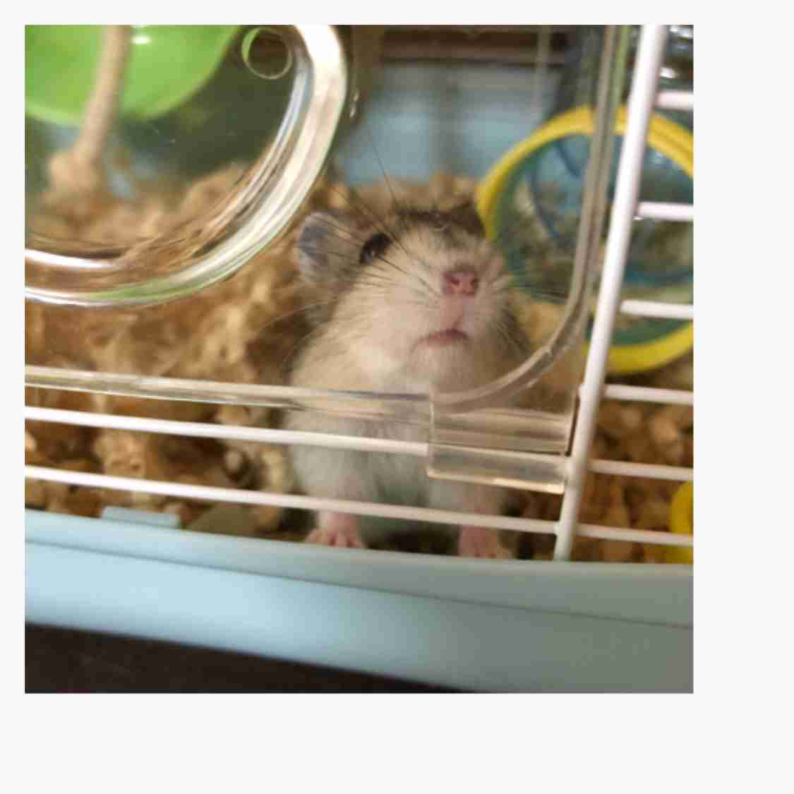 ハムスターが好きな方、語りましょう