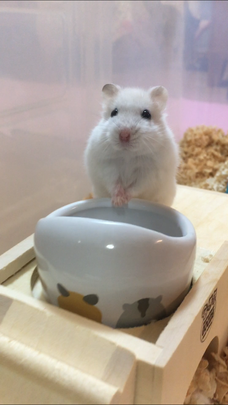 ハムスターが好きな方、語りましょう