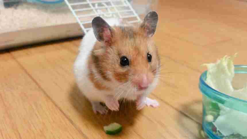 ハムスターが好きな方、語りましょう