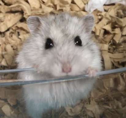 ハムスターが好きな方、語りましょう